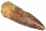 Juvenile Fossil Spinosaurus Tooth - Real Dinosaur Tooth #348688-1